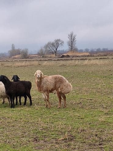 кочко: Продаю | Баран (самец) | Арашан — 5