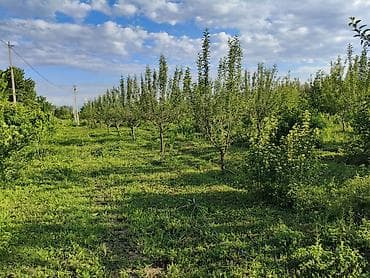 сдаю кафе в бишкеке: 100 соток, Для бизнеса, Договор купли-продажи — 3