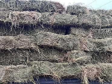 туки сена: Беде клевер 1й кос 90% клевера 206тюк плотный метровый по 355сом за — 2