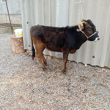 ош иттер: Сатам | Кунаажын | Алатоолук | Бордоп семиртүү үчүн | Байланган — 3