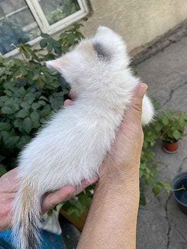 scottish fold: Котята, домашние. 1.5, 2 месяца Окрас и особенности: Сиамский — 3