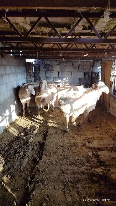 лошадь кабыла: Продаю | Овца (самка) | Для разведения — 4