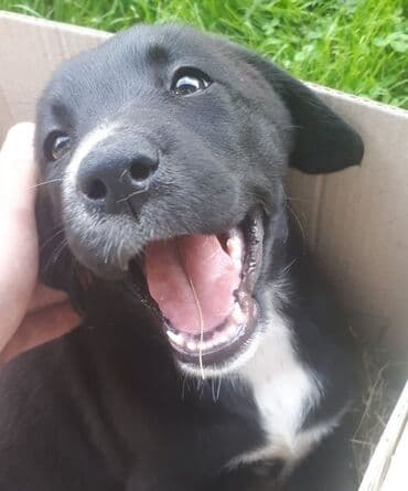 куплю собаку недорого: Лабрадор-ретривер, 2 месяца, Самец, С прививкой, С родословной — 4