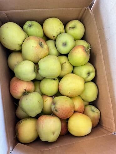 багеты бишкек: Алмалар Превосход, Дүңүнөн — 1