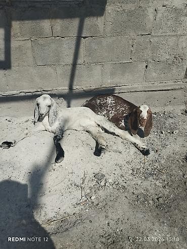 Продаю | Козлёнок | Нубийская | Для разведения | Племенные