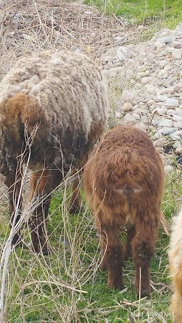 кормушки для птиц: Продаю | Овца (самка) | Для разведения | Матка — 5
