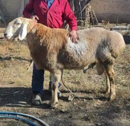 в какой приют можно отдать собаку: Продаю | Баран (самец) | Арашан | Для разведения | Племенные, Осеменитель — 9