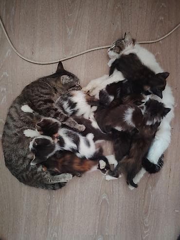 акита: Котята от двух домашних кошек - Описание: разноцветные котята из — 1