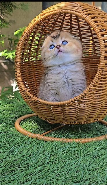 гостиница для кошек: Шотландские котята от красивой пары. Scottish fold и straight — 7