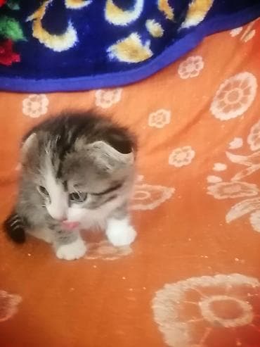 латок для котенка: Котёнок, полосато-белый, короткошёрстный. Окрас: серебристо-коричневый — 3