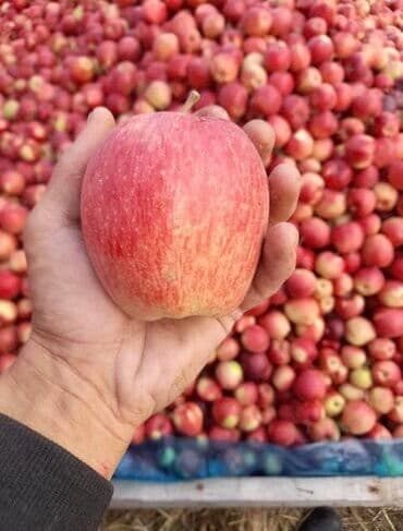 кухонные шкафы дешево: Яблоки — 1