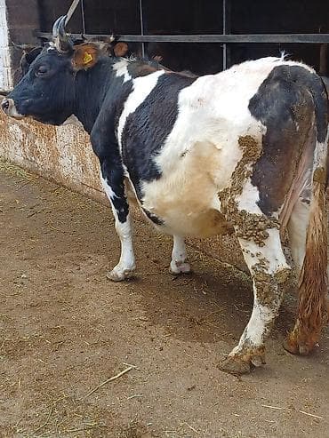 сары булун: Сатам | Уй (ургаачы) | Союуга | Байланган — 4