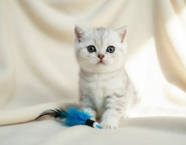 лотки для перепелиных яиц: Скотиш Страйт (Шотландская прямоухая), 2 месяца, Мальчик, Приучена к лотку, Проглистована, С прививками — 1