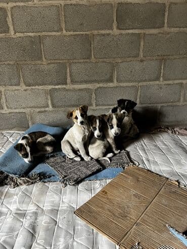 щенок французский бульдог: Щенки метисы Нашел коробку с щенками на помойке, каждый из них ищут — 1