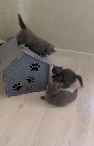 кошка 302: Британские короткошёрстные котята, окраса голубой (плюшевый серый). На — 2