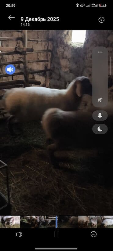 дом животных: Продаю | Баран (самец) | На забой | Племенные — 10