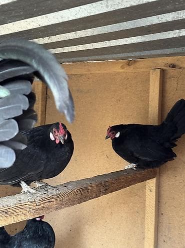 куры петухи: Продаю семейку карликов петух и кур — 3