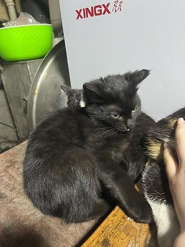 продаю котенка: Котята Описание: - Помёт из двух котят от трёхцветной кошки-мамы. - — 3