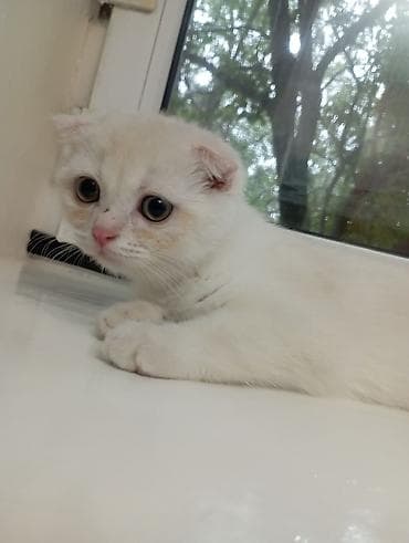 котёнок токмок: Скотиш Фолд (Шотландская вислоухая), 4 месяца, Мальчик — 2