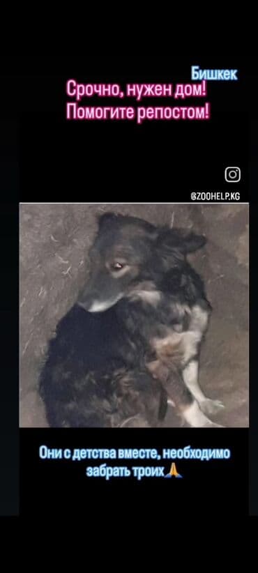 домик для собаки купить: Срочно нужен дом‼️‼️‼️‼️тема не моя на фото есть номера, Животных — 2