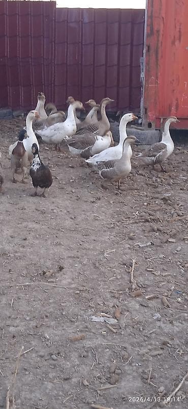 продажа утят: Гусей продаю Гуси и утки – домашнее поголовье смешанных пород - На — 6