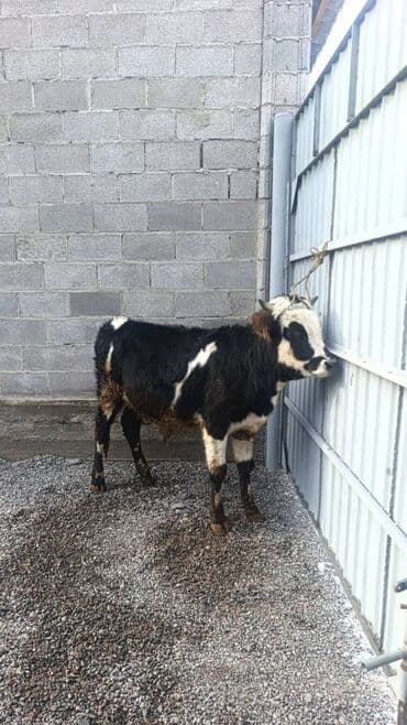 тай бишкек: Сатам | Бука (эркек) — 1