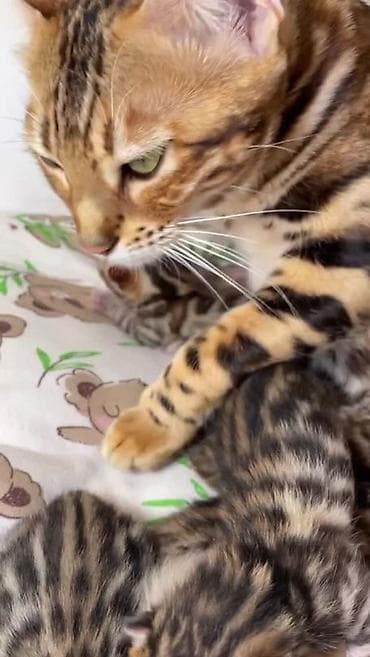 Животные: Бенгальские котята с ярким контрастным окрасом rosetted/spot — 4