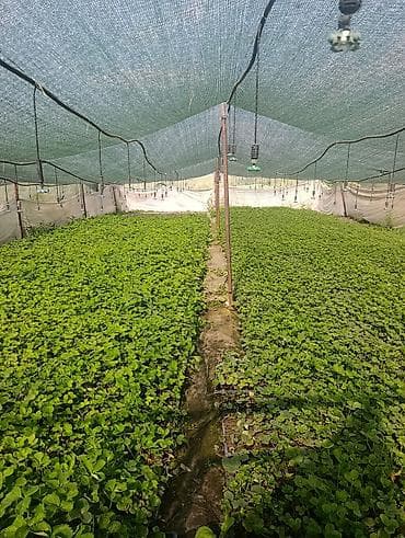 косилка для трава: Клубника көчөт Альбион сорт сатам, кассетада торфко отургузулган — 3