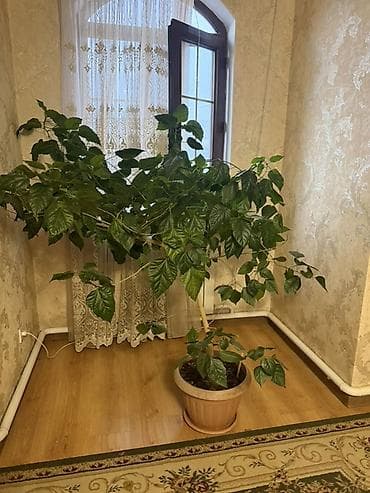 Китайская Роза Особенности: - Высота с горшком: около 1,2–1,5 м; — 4