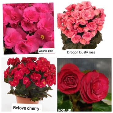 цветы на продажу: Детки бегоний элатиор по 150 с возможна отправка по регионам с — 3