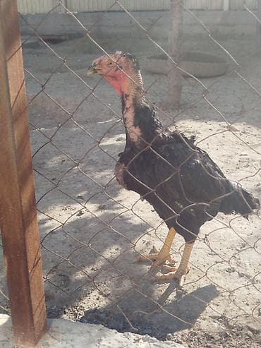 продам курей: Дакан мекиштер сатылат активный 8 штук бар алмашу жолдору бар жемге — 9