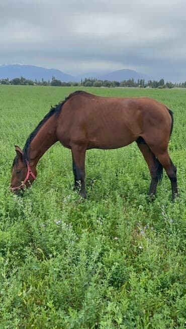 продажа щенков немецкой овчарки с документами в бишкеке: Продаю | Конь (самец) | Рабочий — 8