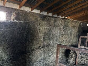 пудель сколько стоит: Продаю тюки/ сено, БЕДЕ, 1 2 3 укос (1, 2 разнотравье) качественное — 3