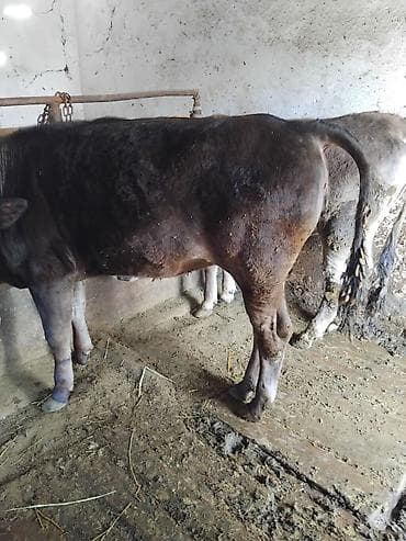 коровы монбельярд: Продаю | Бык (самец) | На откорм | Привязанные — 1