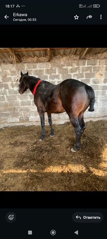 Аквариумы: Продаю | Жеребец | Рабочий | Племенные — 3