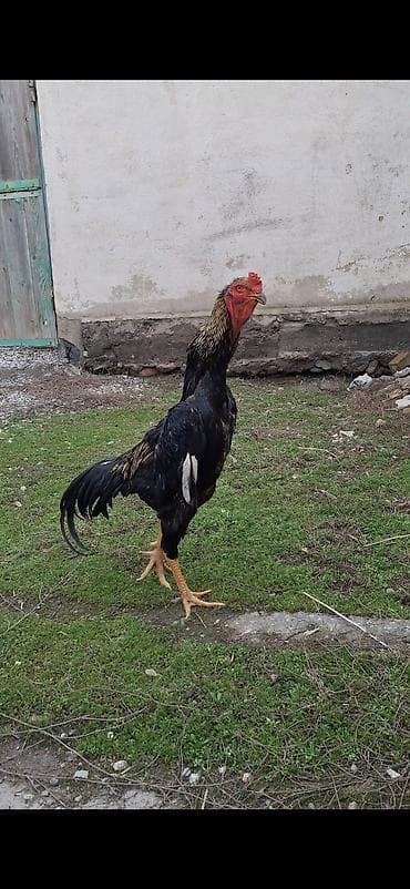 Үй жаныбарлары: Сатам | Короздор | Кохинхин | Көбөйтүү үчүн — 4