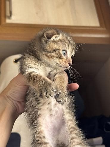 Кошки: Шотландские вислоухие котята (скоттиш-фолд), окрас: тигровый/серый — 6