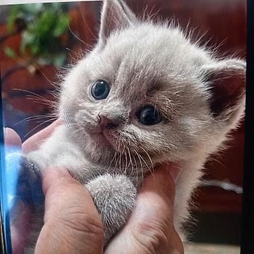 британские кошки: Британские короткошёрстные котята, окрас лиловый. Девочки. К горшку — 1