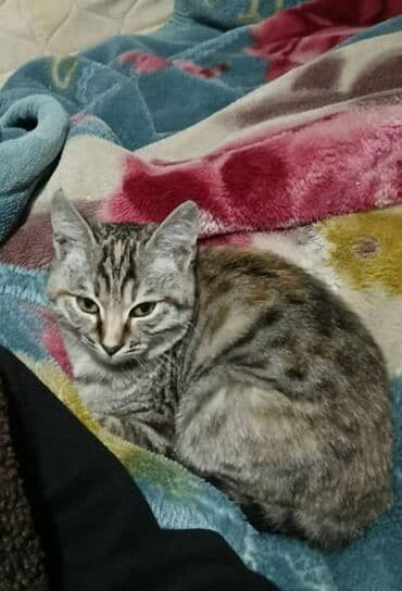 собака долматинец: Мышыгым жоголуп атат коргондор болсо чалып койсонуздар мага же кимдир — 1