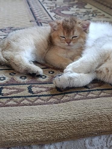 кошка шотландец: Скотиш Страйт (Шотландская прямоухая), 1 месяц, Мальчик, Золотая шиншилла, Приучена к лотку — 1