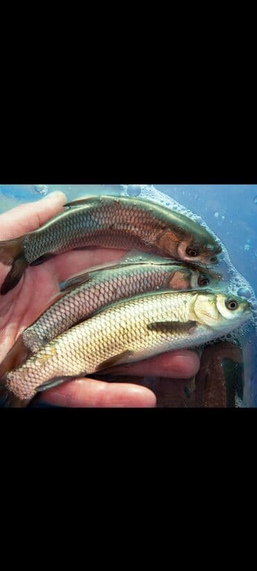 Продаю ---- малёк : белого амура зеркального карпа сазана