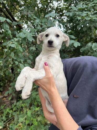 американский бульдог питомник: Собака даром: Дворняжка, 4 месяца, Самец — 4