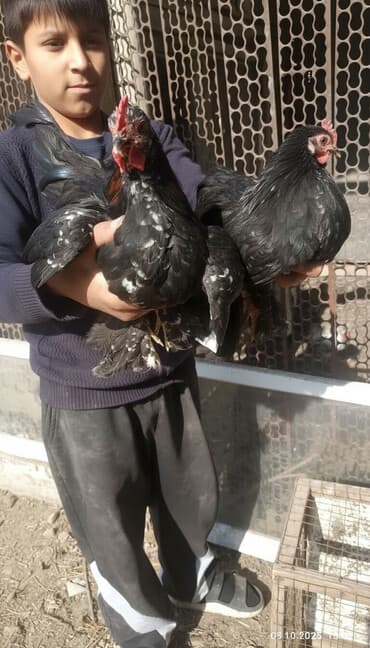 заберу собаку: Карликовые курочки с петушками. одна пара 1500 сом . лохманогие. есть — 1
