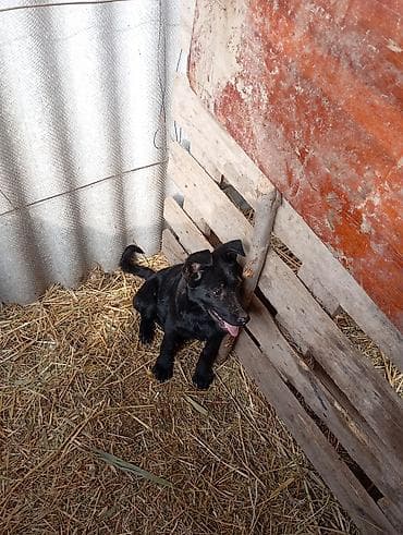 где можно купить перепелов: Щенок, черный окрас, стоячие уши, длинный хвост. Активный, любопытный — 5