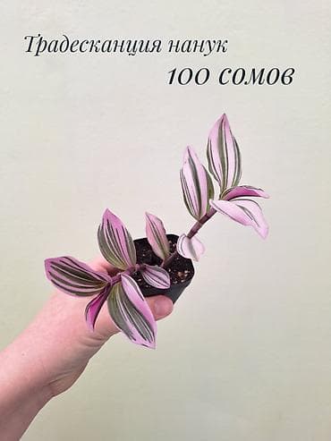 забыл: • Комнатные растения (укоренённые черенки/детки/молодые — 7