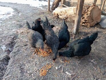 птицы бишкек: Село маевка 6 шт — 3