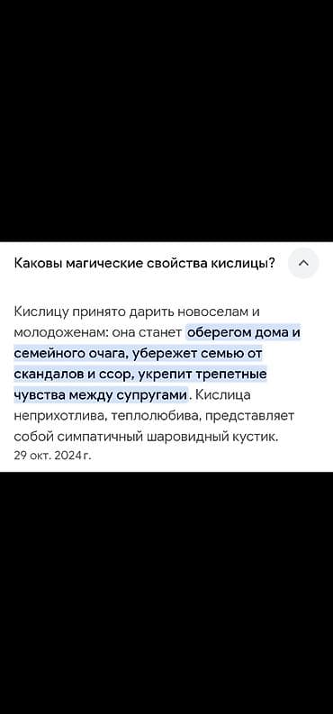 орхидея бинти бабочка: Будет пышная шапка Готов к переезду - Новый горшок✅️ - Новый — 2