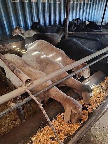 Башка жаныбарлар: Сатам | Ургаачы кой (ургаачы) | Көбөйтүү үчүн — 1