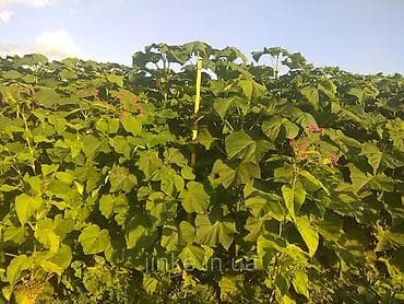 животные для дома: Павлония черенки Павлония "Кут дарагы" тамыр калемчелери быстро и — 5