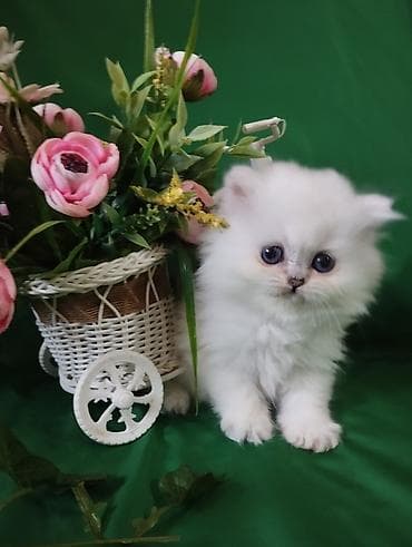 котята токмак: Готовится к продаже,девочка Хайленд страйт,с документами.Мама — 1
